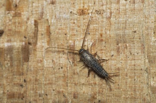 silverfish apartment pests pest common signs infestation rid alamy found control apartmentratings